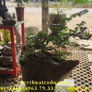 Mỹ thuật Cố Đô thiết kế và cung cấp chậu đá cuội, chậu đá trồng cây, chậu đá để bàn, chậu sen đá