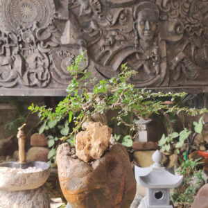 Mỹ thuật Cố Đô thiết kế và cung cấp chậu đá cuội, chậu đá trồng cây, chậu đá để bàn, chậu sen đá