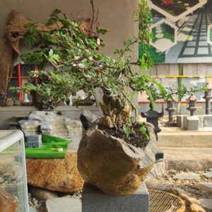 Mỹ thuật Cố Đô thiết kế và cung cấp chậu đá cuội, chậu đá trồng cây, chậu đá để bàn, chậu sen đá