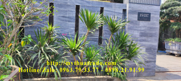 Đá sọc dưa đen bóng 30x60x1cm